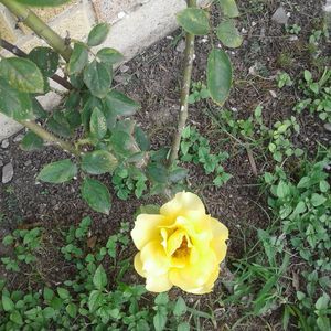 Meet your Posher, Marilyn